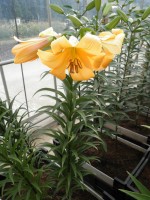 [1740 Saltarello No02 .JPG]